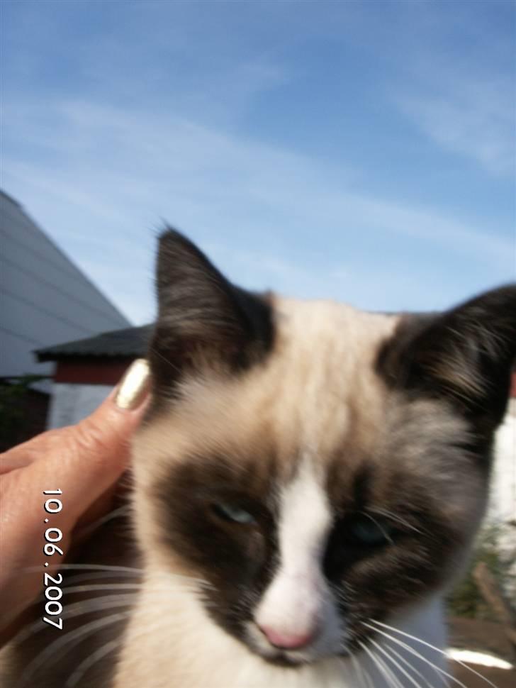 Blanding af racer Optimus billede 2