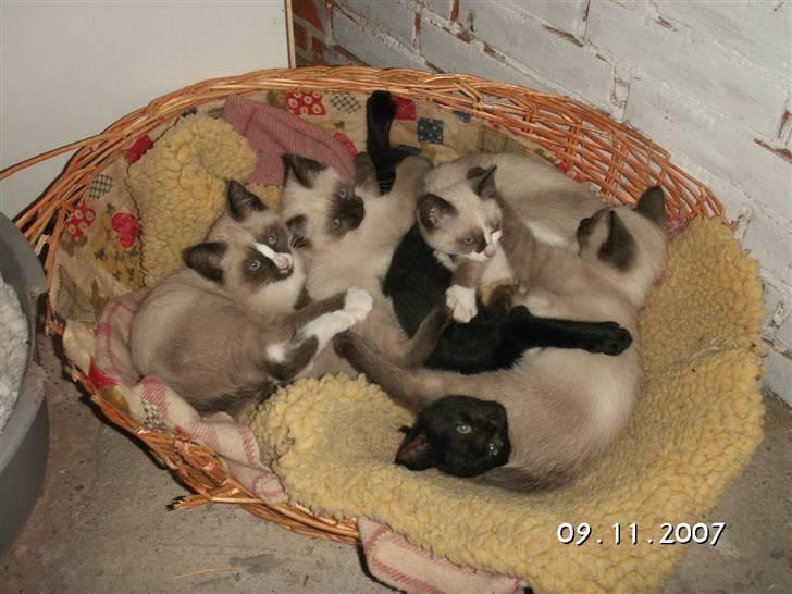 Blanding af racer Optimus - Optimus og banden  billede 3