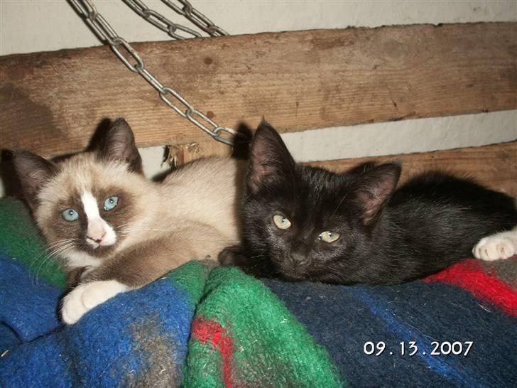 Blanding af racer Optimus - Optimus og broren Spøkelseskladden billede 4