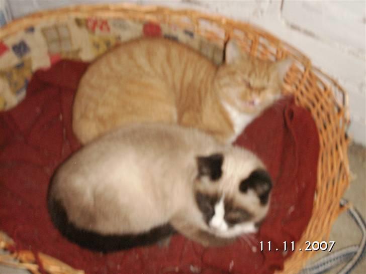 Blanding af racer Optimus - Optimus og Morbror Tiger billede 5