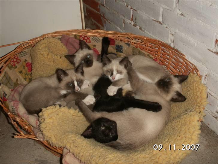 Blanding af racer Optimus - Optimus og hans søsken billede 6