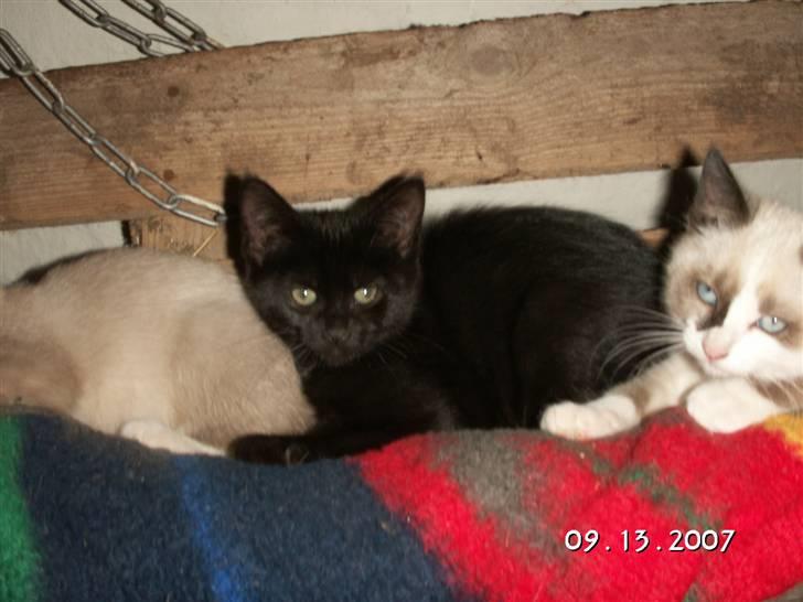 Blanding af racer Optimus - Broren og søsteren, Ida  billede 7