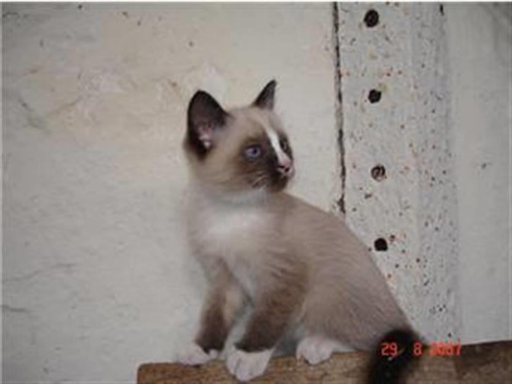 Blanding af racer Optimus - Optimus som killing billede 8