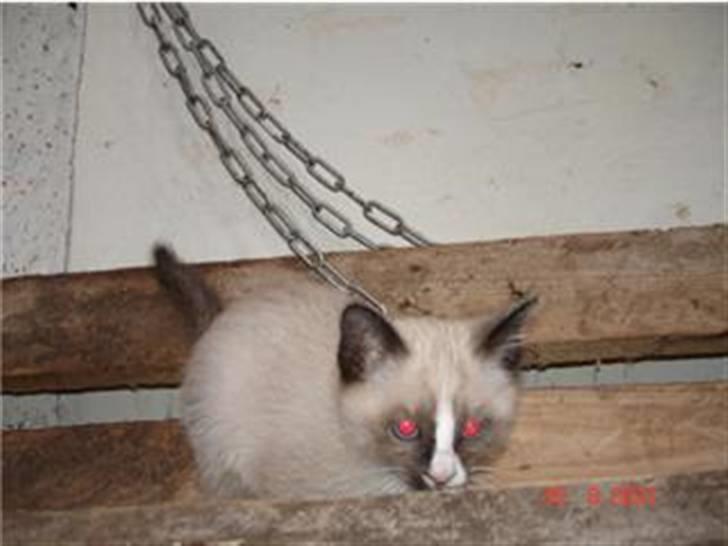 Blanding af racer Optimus billede 9