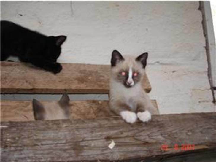 Blanding af racer Optimus billede 10