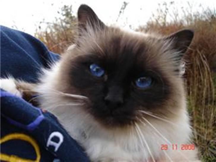 Blanding af racer Optimus - Faren til Optimus, Gato billede 11