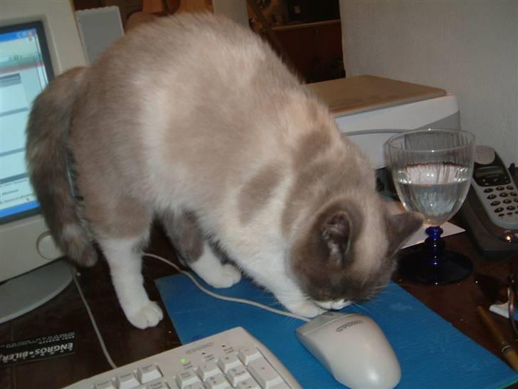 Blanding af racer Optimus - Mormor til Optimus, Sazzy  billede 12