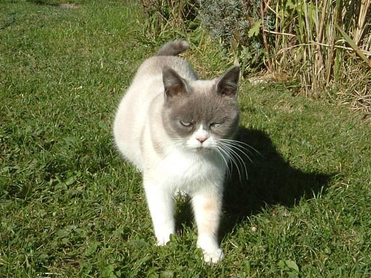 Blanding af racer Optimus - Mormor, Sazzy billede 13