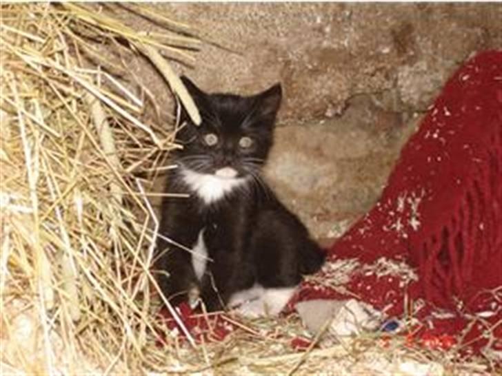 Blanding af racer Optimus - Mor, Lilly som killing. billede 14