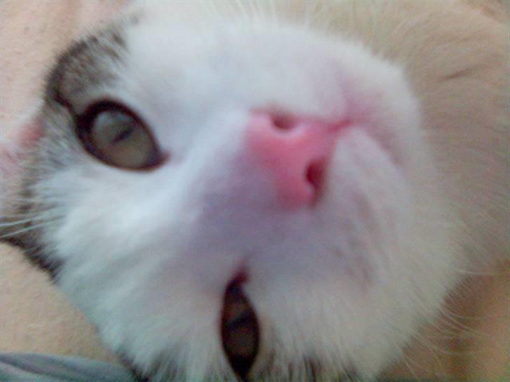 Blanding af racer hannibal billede 2