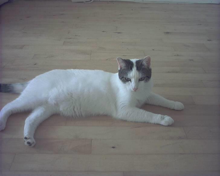 Blanding af racer hannibal billede 3