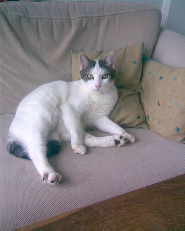 Blanding af racer hannibal billede 4