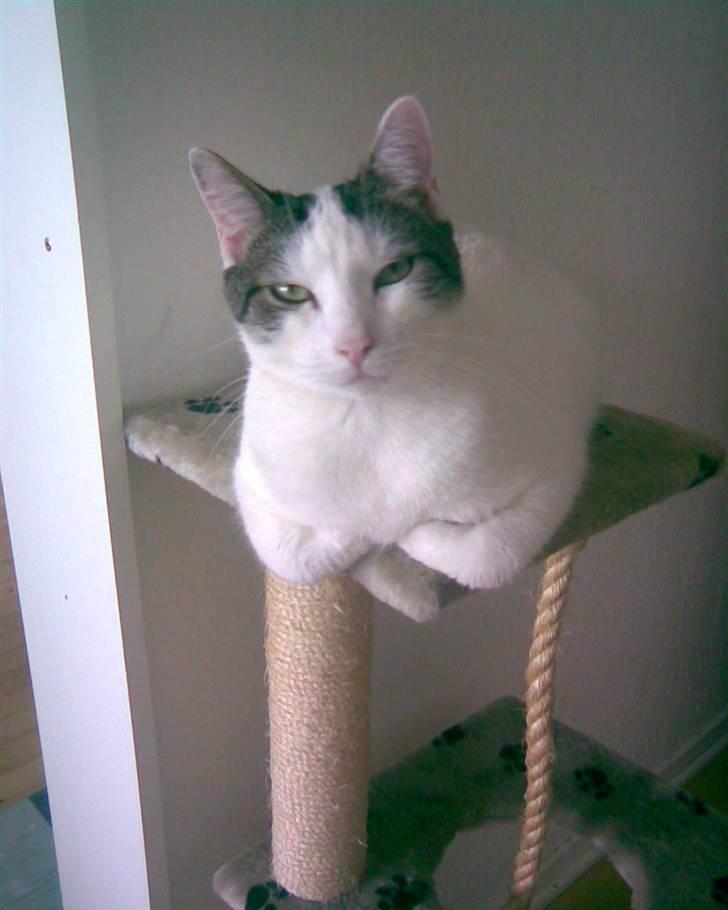 Blanding af racer hannibal billede 5