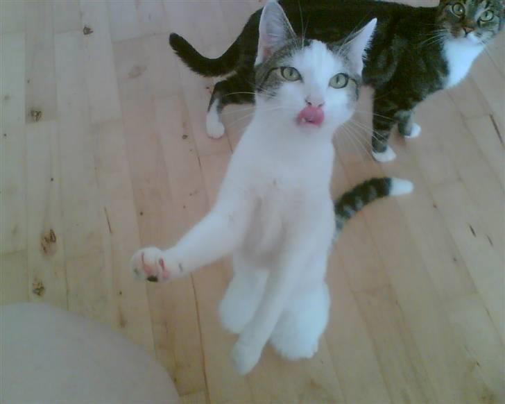 Blanding af racer hannibal billede 6