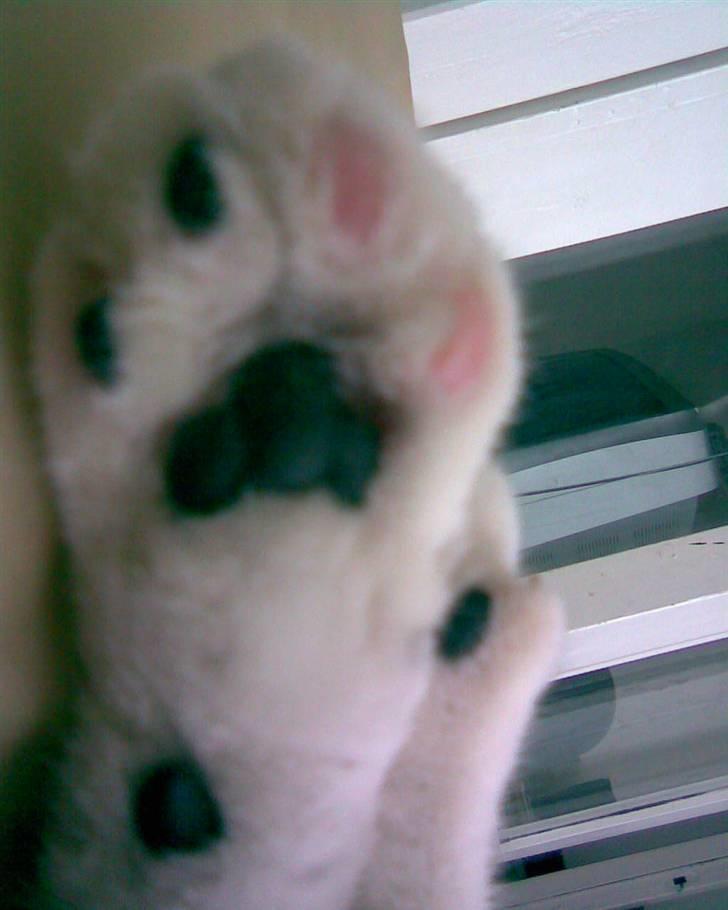 Blanding af racer hannibal billede 7