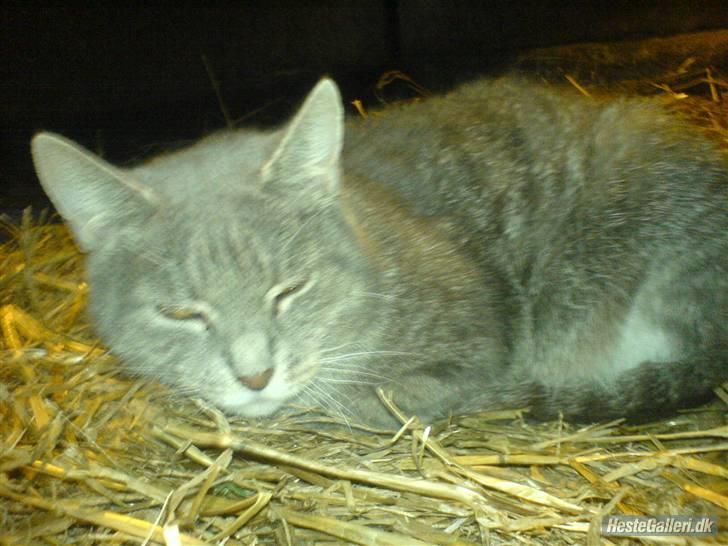 Huskat VRCL's Misse-Mor*VÆK* billede 4