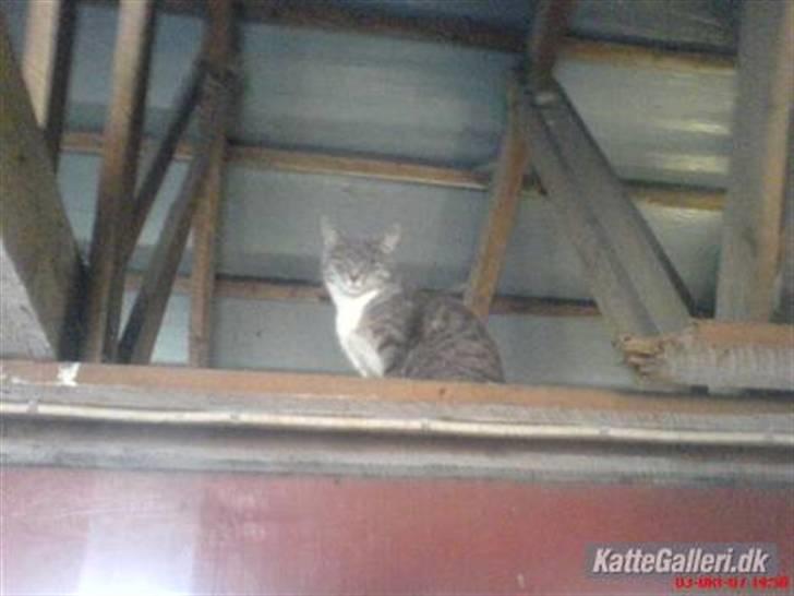 Huskat VRCL's Misse-Mor*VÆK* billede 5