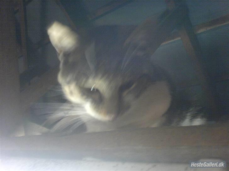 Huskat VRCL's Super Oskar *RIP* billede 12