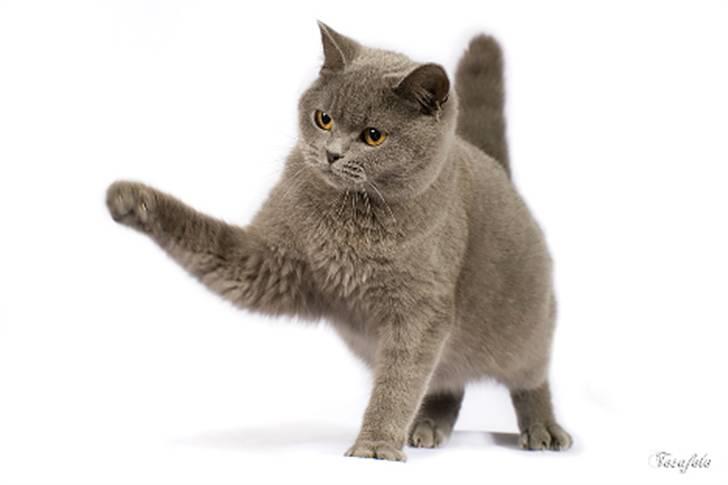 British Shorthair Empire´s Emily Extra Vaga - Empire´s Emily Extra Vaganza billede 2