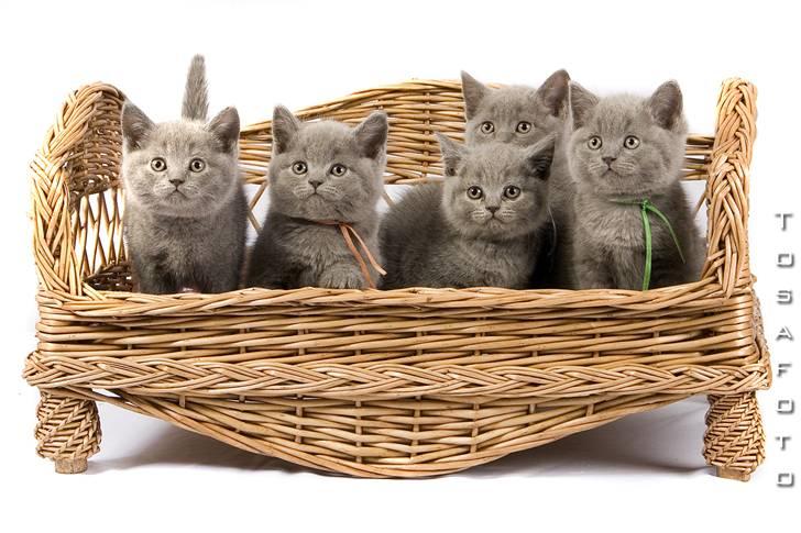 British Shorthair Empire´s Emily Extra Vaga - Emily´s killinger billede 5