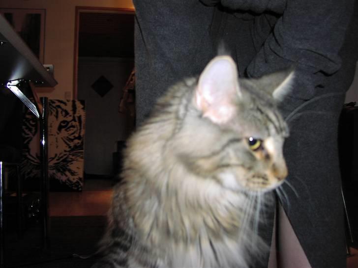 Maine Coon Gabriel - Sådan ser jeg ud :D billede 1