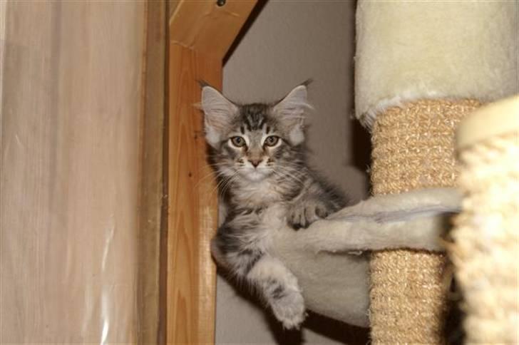 Maine Coon Gabriel - Billede fra opdrætteren billede 2