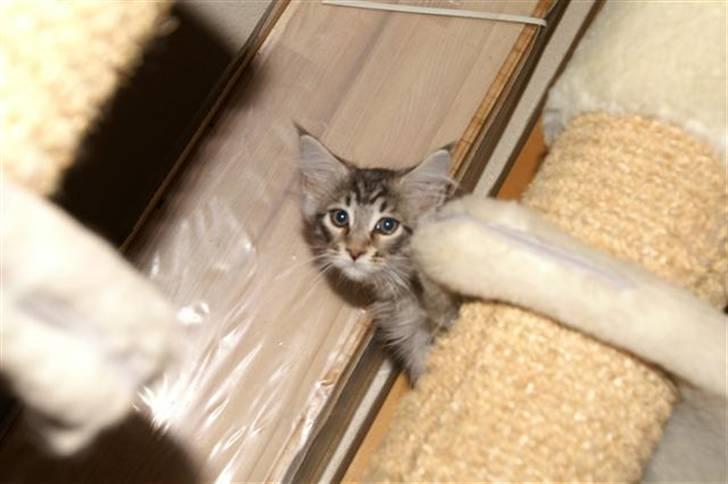 Maine Coon Gabriel billede 3