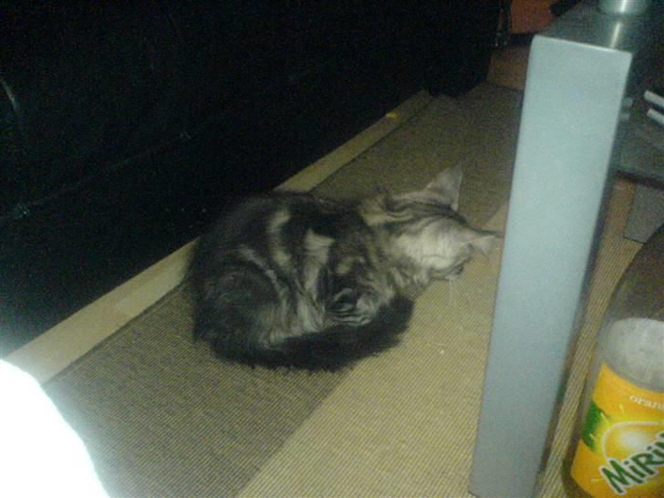 Maine Coon Gabriel - Siddende under bordet i nogenlunde sikkerhed billede 4