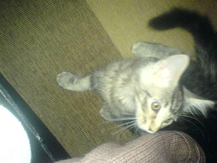 Maine Coon Gabriel - Hov, hvem er du? billede 5