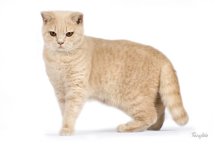 British Shorthair Ch. Creme Elli Cat 4 You  - Ch. Creme Elli Cat 4 You  billede 1