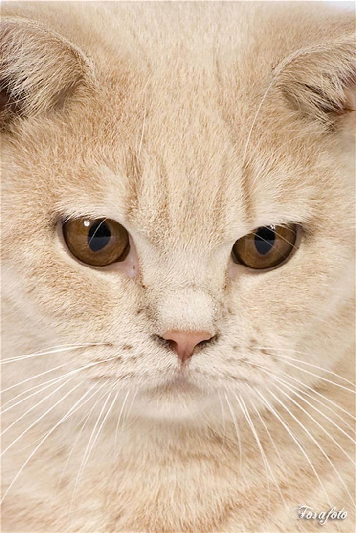 British Shorthair Ch. Creme Elli Cat 4 You  - Ch. Creme Elli Cat 4 You  billede 2