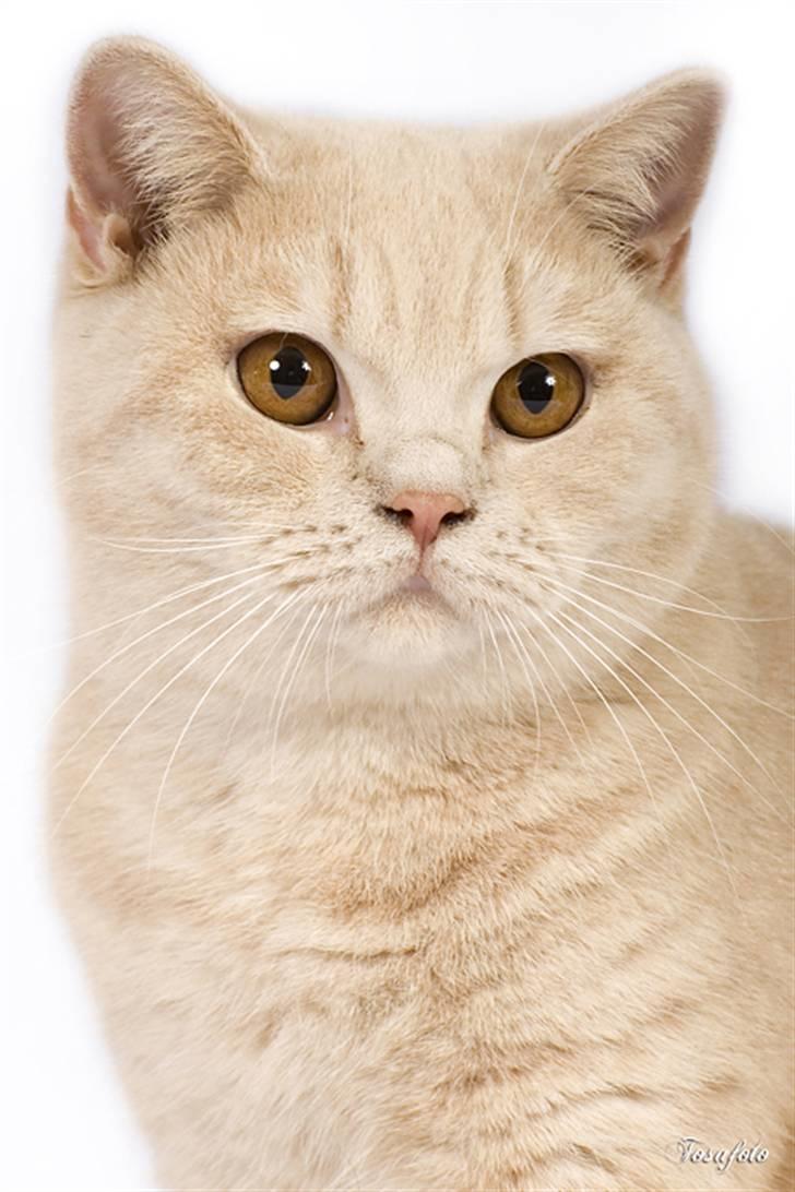 British Shorthair Ch. Creme Elli Cat 4 You  - Ch. Creme Elli Cat 4 You  billede 3
