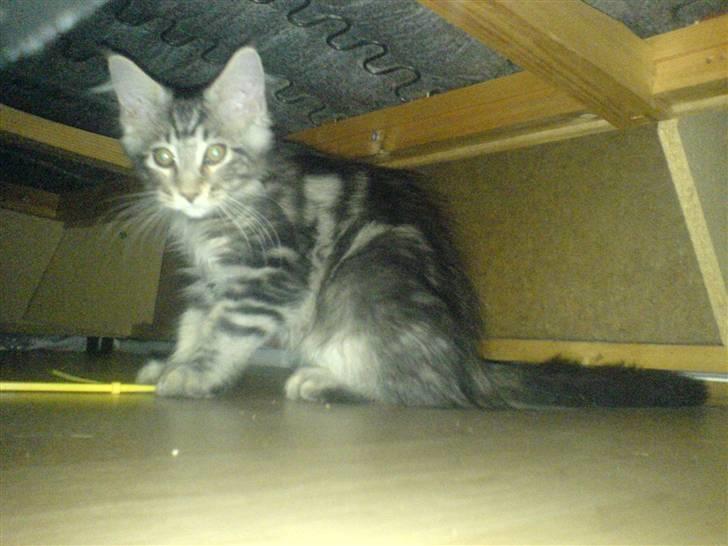 Maine Coon Gabriel - Fanget under sofaen :D billede 6