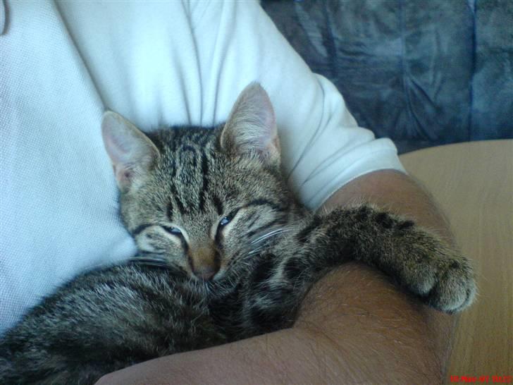 Huskat Spip - Harj og velkommen til min lille profil:-) billede 1