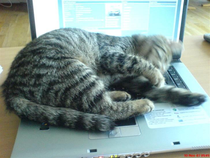 Huskat Spip - Bare kald mig computer nørd, men der var en mus:-) billede 2