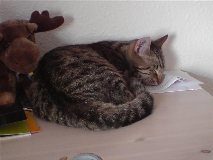 Huskat Spip - Hehe det er Spip til højre;-) billede 3