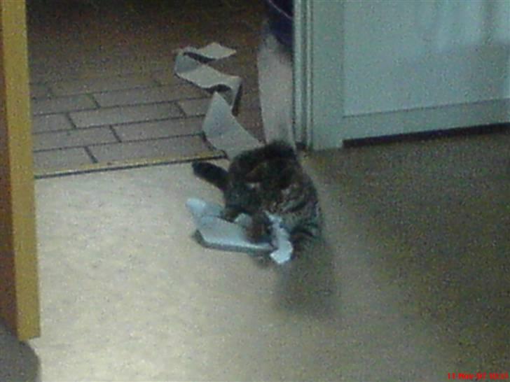 Huskat Spip - Hva øhhh, nogen der skal bruge toiletpapir billede 4