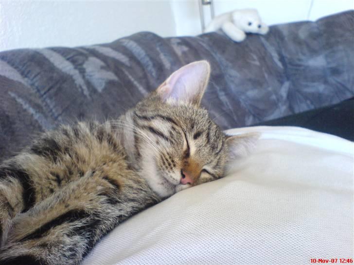 Huskat Spip - Åh man blir altså træt når man leger:-) billede 5