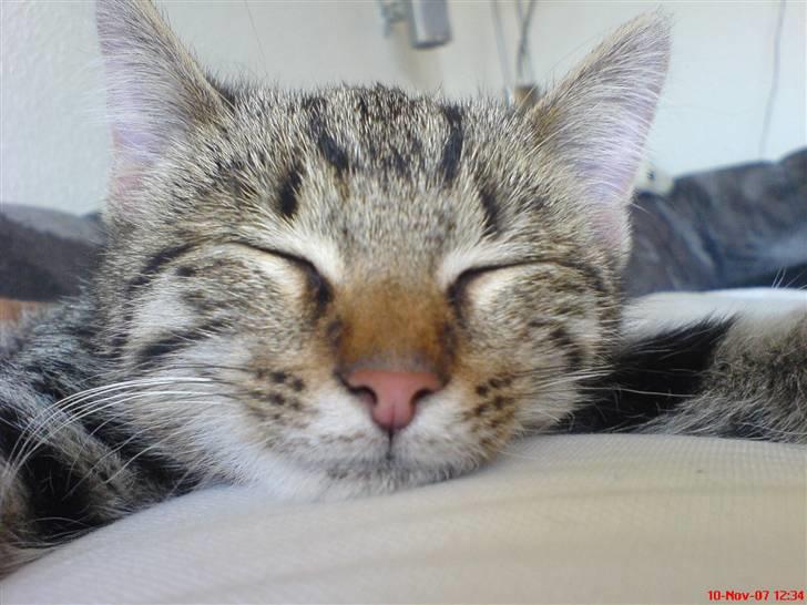 Huskat Spip billede 6