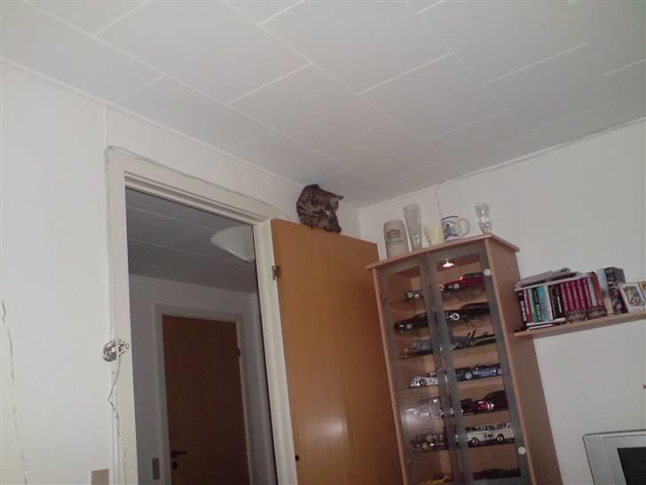 Huskat Spip - Hmmm billedet taler vist for sig selv billede 7