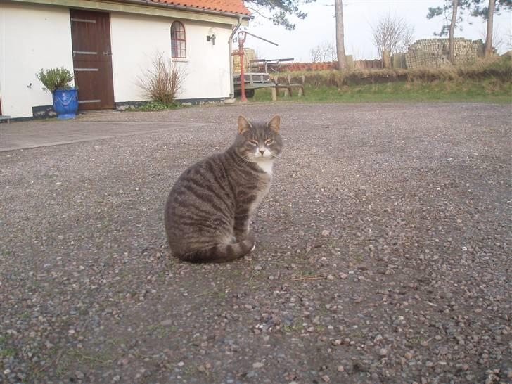 Blanding af racer Poul - smuk...ja...charmerende...ja...lækker...ja :D billede 15