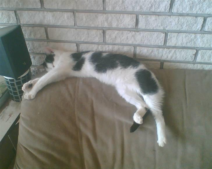 Huskat tulle billede 4