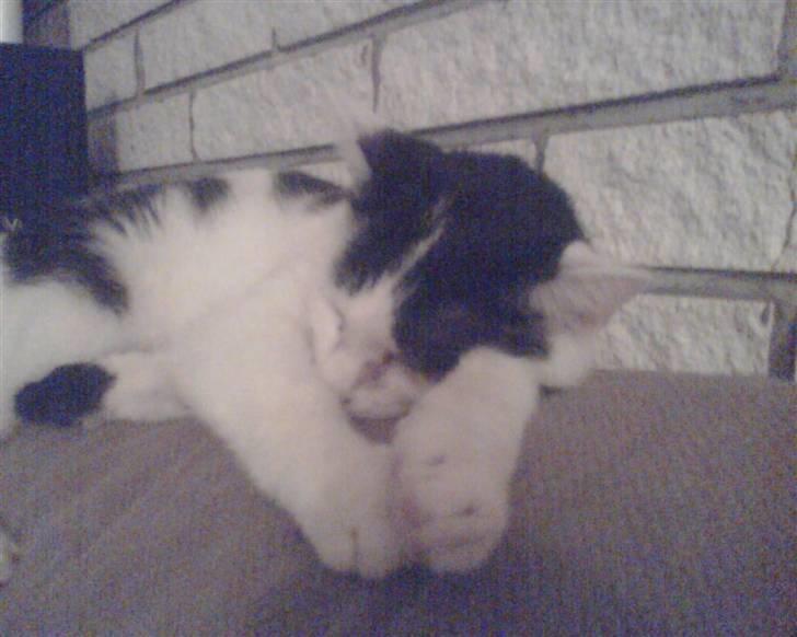 Huskat tulle billede 5