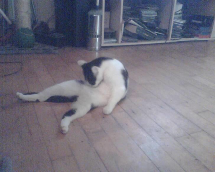 Huskat tulle billede 6