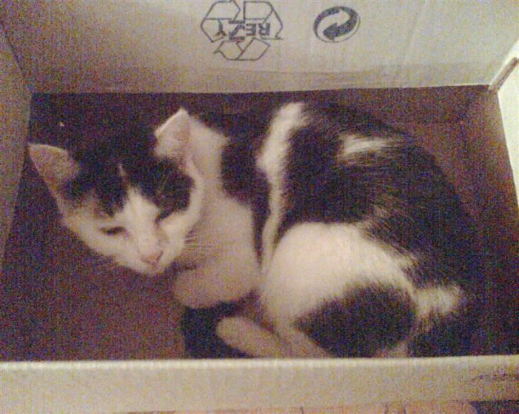 Huskat tulle billede 7