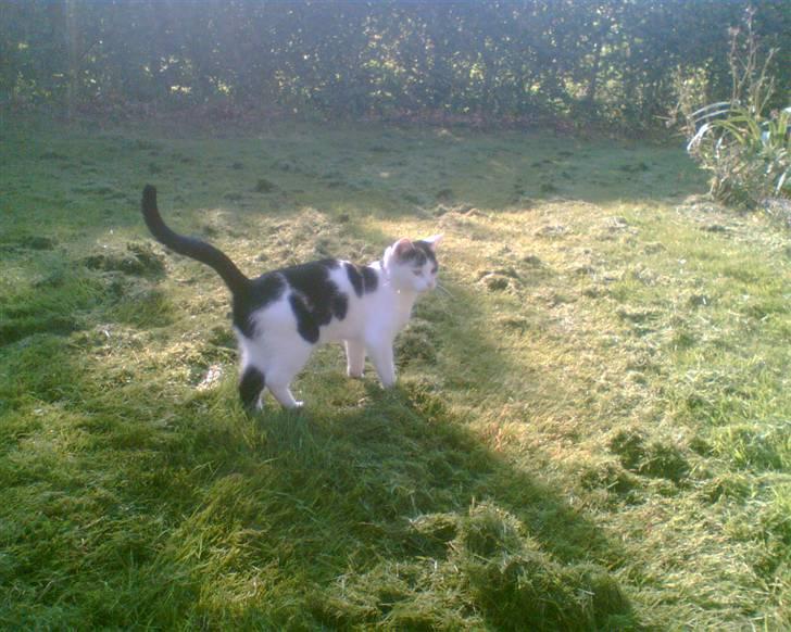 Huskat tulle billede 8