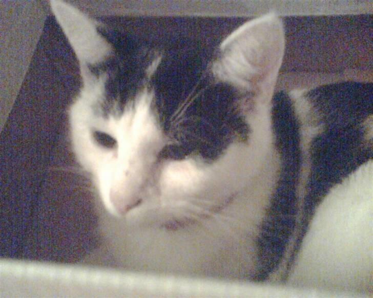 Huskat tulle billede 9