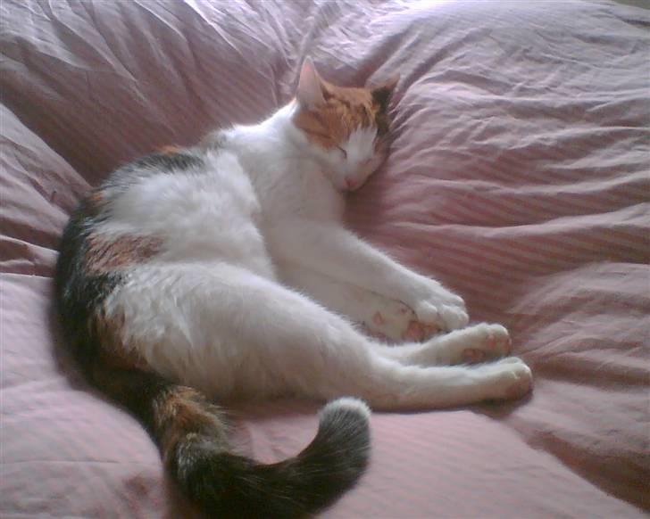 Huskat put - dejligt at have sengen for sig selv billede 4