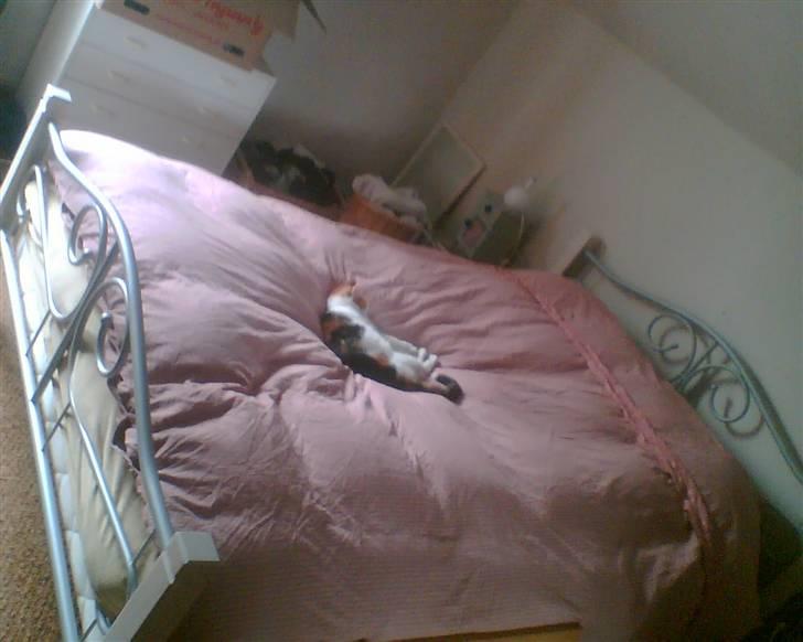 Huskat put billede 5