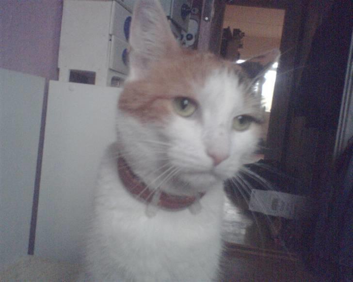 Huskat put billede 6